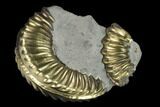 Pyritized (Pleuroceras) Ammonite Fossil - Germany #131097-1